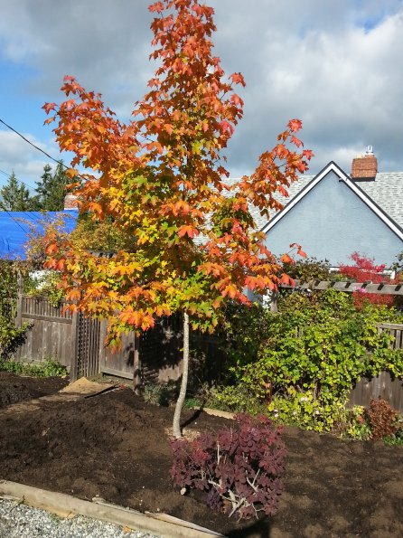 frontyard_1
