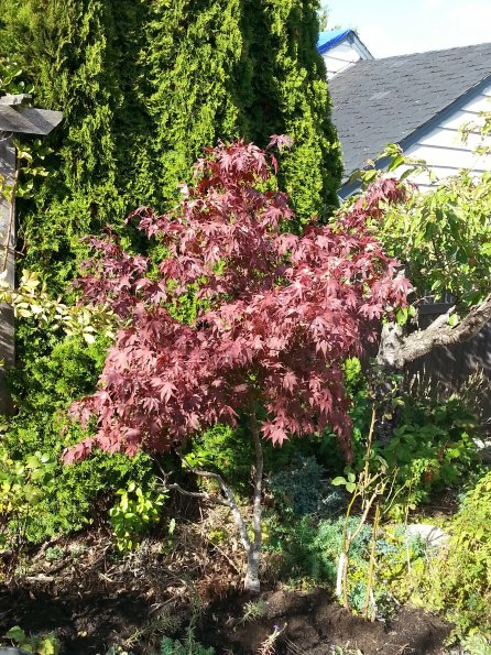 frontyard_3